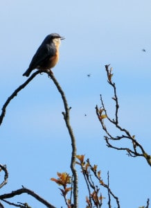 Nuthatch Fly Catching