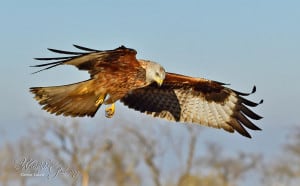 Red Kite