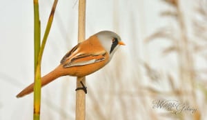 Bearded Tit