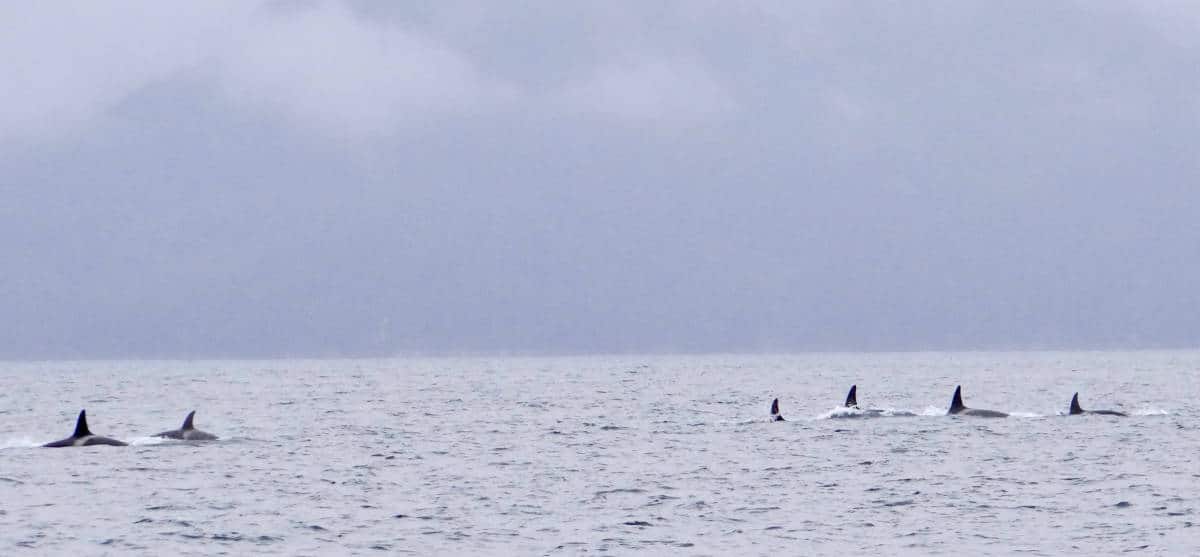 Off-shore Orcas