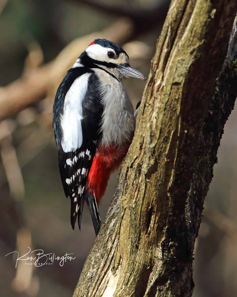Tasty Insects – Great Spotted Woodpecker