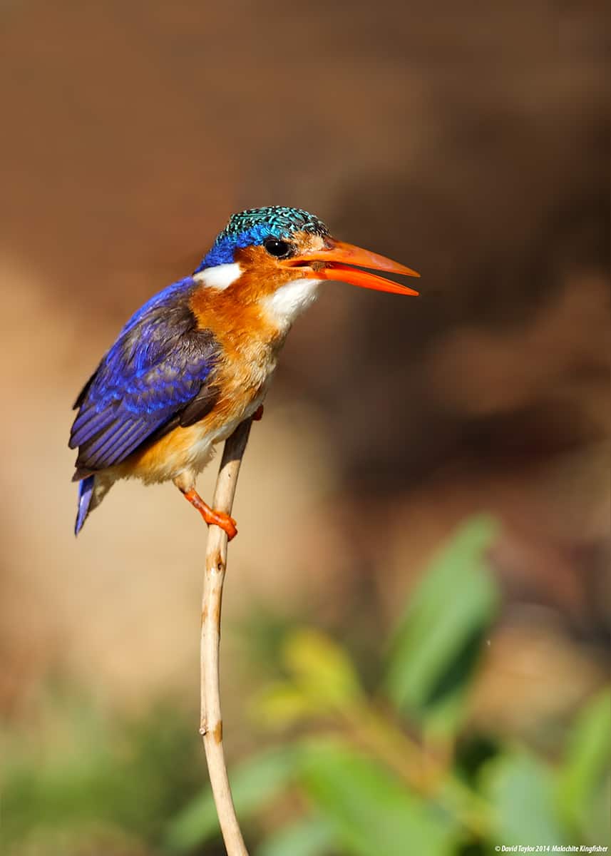 Malachite Kingfisher Enjoys a Snack