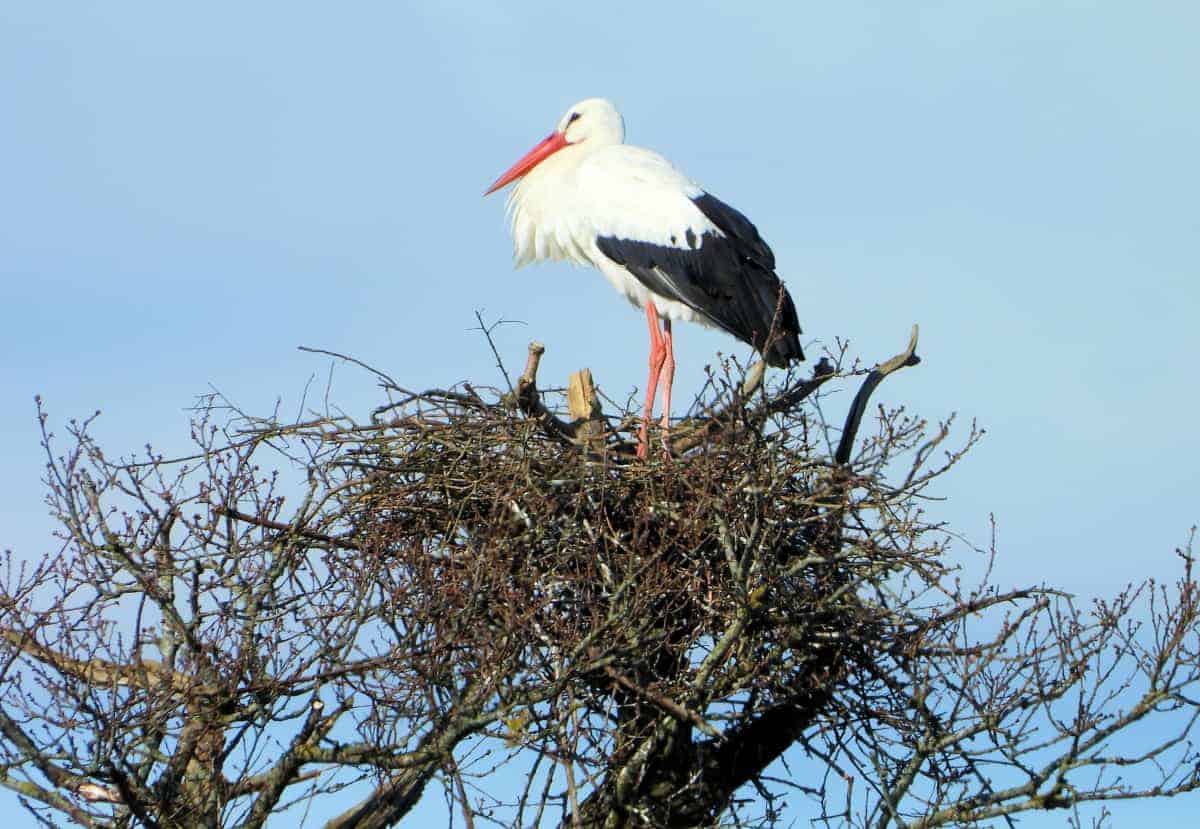 Nesting Great White Stork