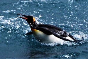 King Penguin Swimming