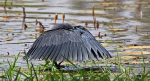 Black Heron Typically Canopy Feeding