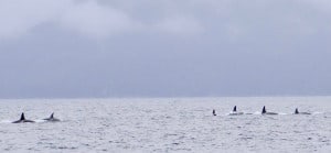 Off-shore Orcas