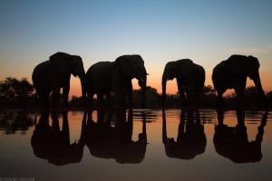 Elephants at Waterhole on Dusk