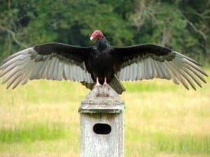 Turkey Vulture 