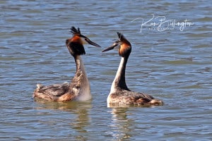 Love is in the Air - Great Crested Grebes