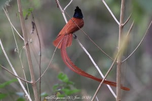 Heads-or-tails