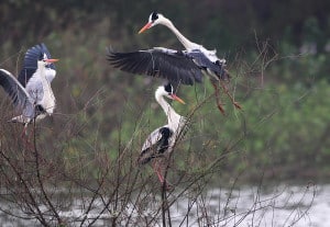 The Confrontation