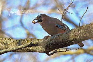 Mighty Oaks from Little Acorns - Eurasian Jay