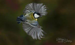 Great Tit