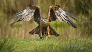 Black Kite