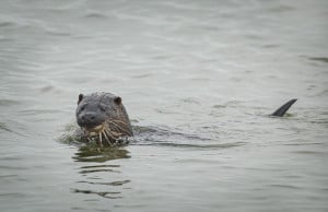 Otter with Crab