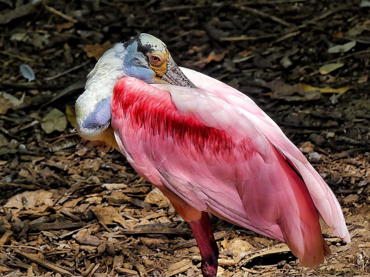 Spoonbill – Nature’s Colorful Art.