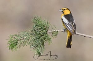 Bullock