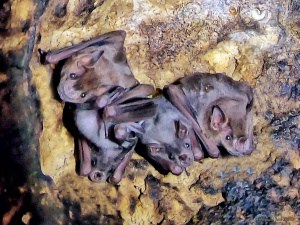 Neotropical Fruit  Bats - in a Cenote Cave. 
