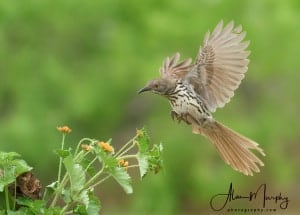 Long-billed Thrasher