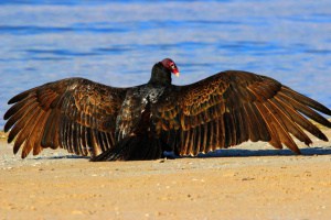 Turkey Vulture, Sun-bathing