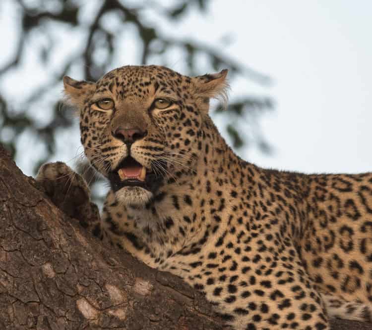 Close up with Leopard in Kruger Park