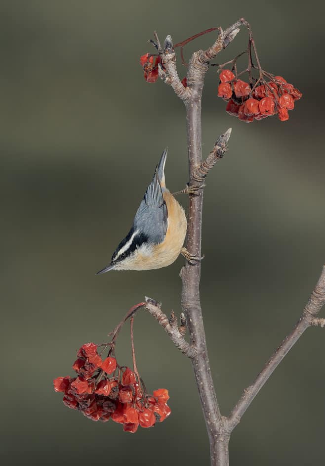 Red-breasted Nuthatch on Mountain Ash