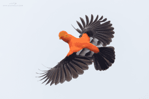 Andean Cock of the Rock