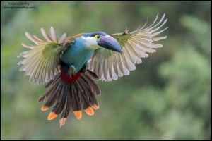 Black-billed Mountain Toucan