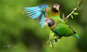 Brown-hooded Parrot 