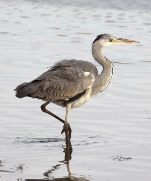 My Feet Are Cold - Grey Heron