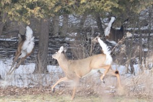 Darting White-tailed Deer