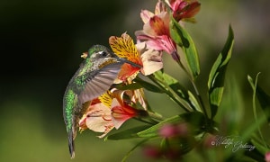F!ery-throated Hummingbird