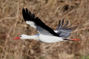 Collecting Nesting Material - White Stork