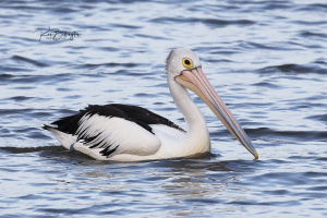 Got My Eye on You - Australian Pelican