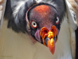 Mexican King Vulture