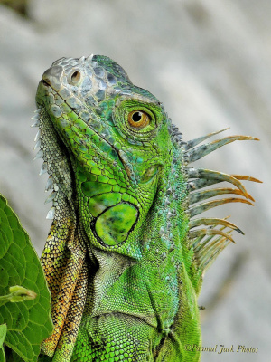 Iguana Closeup 