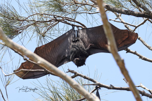 Hanging Around All Day - Flying Fox