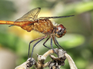 Skimmer Dragonfly - Closeup 
