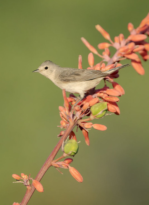 Lucy’s Warbler on Red Yucca