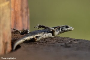 Trying to Fly