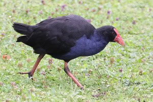 Australasian Swamphen