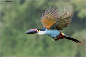 Black-billed Mountain Toucan (Andigena Nigrirostris) 