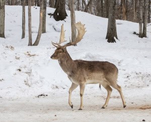 Fallow Deer