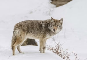 Coyote