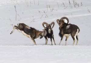 Bighorn Sheep