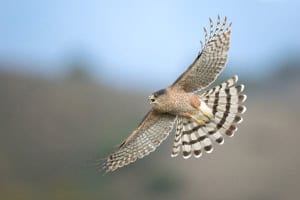 Female Cooper’s Hawk