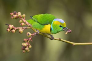 A Male Golden-browed Chlorophonia Delicately Plucks a Fruit from a Cavendishia Shrub