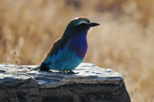 Lilac Breasted Roller