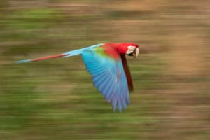 A Red-and-green Macaw Streaks Past, Holding a Lump of Clay in Its Powerful Bil