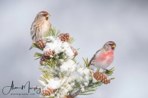 Male & Female Redpolls